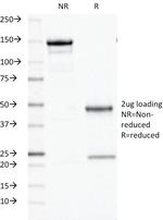 Ornithine Decarboxylase-1 (ODC-1) Antibody in SDS-PAGE (SDS-PAGE)