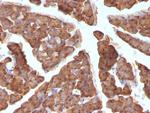 Ornithine Decarboxylase-1 (ODC-1) Antibody in Immunohistochemistry (Paraffin) (IHC (P))