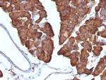 Ornithine Decarboxylase-1 (ODC-1) Antibody in Immunohistochemistry (Paraffin) (IHC (P))