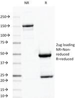 Ornithine Decarboxylase-1 (ODC-1) Antibody in SDS-PAGE (SDS-PAGE)