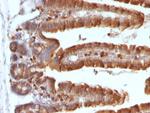 Ornithine Decarboxylase-1 (ODC-1) Antibody in Immunohistochemistry (Paraffin) (IHC (P))