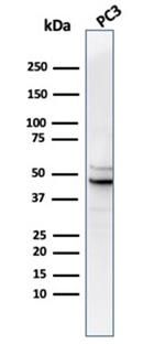 Ornithine Decarboxylase-1 (ODC-1) Antibody in Western Blot (WB)