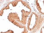 Ornithine Decarboxylase-1 (ODC-1) Antibody in Immunohistochemistry (Paraffin) (IHC (P))