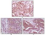 4EBP1 Antibody in Immunohistochemistry (Paraffin) (IHC (P))