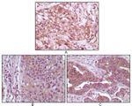 4EBP1 Antibody in Immunohistochemistry (Paraffin) (IHC (P))