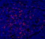 CD11b Antibody in Immunohistochemistry (Frozen) (IHC (F))