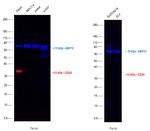 CD20 Antibody in Western Blot (WB)