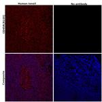 CD45R (B220) Antibody in Immunohistochemistry (Paraffin) (IHC (P))