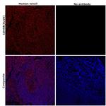 CD45R (B220) Antibody in Immunohistochemistry (Paraffin) (IHC (P))