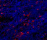 CD68 Antibody in Immunohistochemistry (Frozen) (IHC (F))