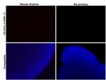 CD107a (LAMP-1) Antibody in Immunohistochemistry (Paraffin) (IHC (P))