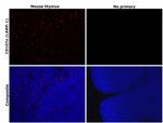 CD107a (LAMP-1) Antibody in Immunohistochemistry (Paraffin) (IHC (P))