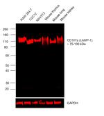 CD107a (LAMP-1) Antibody in Western Blot (WB)