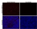 CD107a (LAMP-1) Antibody in Immunohistochemistry (Paraffin) (IHC (P))