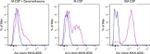 Axl Antibody