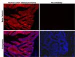 beta Catenin Antibody in Immunohistochemistry (Paraffin) (IHC (P))