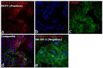 CD324 (E-Cadherin) Antibody in Immunocytochemistry (ICC/IF)