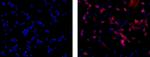 beta-3 Tubulin Antibody in Immunocytochemistry (ICC/IF)