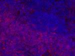 Rat IgG2b Secondary Antibody in Immunohistochemistry (Frozen) (IHC (F))