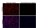 Podoplanin Antibody in Immunohistochemistry (Paraffin) (IHC (P))