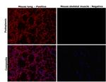 Podoplanin Antibody