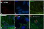 Ki-67 Antibody in Immunocytochemistry (ICC/IF)