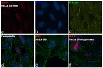 Ki-67 Antibody in Immunocytochemistry (ICC/IF)