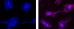 Nanog Antibody in Immunocytochemistry (ICC/IF)