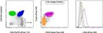 c-Rel Antibody in Flow Cytometry (Flow)