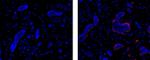 Smooth Muscle Myosin Antibody in Immunohistochemistry (Paraffin) (IHC (P))