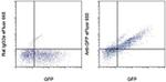 GFP Antibody in Flow Cytometry (Flow)