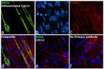 Myosin 4 Antibody in Immunocytochemistry (ICC/IF)