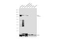 Myosin 4 Antibody in Western Blot (WB)