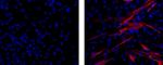 Myosin 4 Antibody in Immunocytochemistry (ICC/IF)