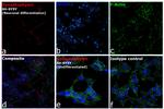 Synaptophysin Antibody in Immunocytochemistry (ICC/IF)