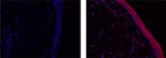 IL-38 Antibody in Immunohistochemistry (Paraffin) (IHC (P))