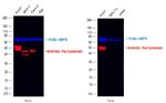 Pan Cytokeratin Antibody in Western Blot (WB)