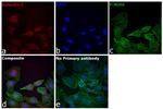 Galectin 9 Antibody in Immunocytochemistry (ICC/IF)