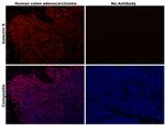 Galectin 9 Antibody in Immunohistochemistry (Paraffin) (IHC (P))