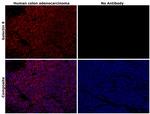 Galectin 9 Antibody in Immunohistochemistry (Paraffin) (IHC (P))