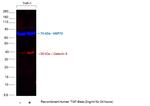 Galectin 9 Antibody