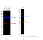 Galectin 9 Antibody in Western Blot (WB)