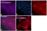 CD326 (EpCAM) Antibody in Immunocytochemistry (ICC/IF)