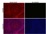 CD45RB Antibody in Immunohistochemistry (Paraffin) (IHC (P))