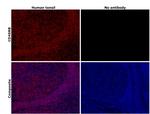 CD45RB Antibody in Immunohistochemistry (Paraffin) (IHC (P))