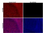 CD45RB Antibody in Immunohistochemistry (Paraffin) (IHC (P))