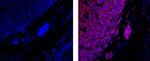 CD45RB Antibody in Immunohistochemistry (Paraffin) (IHC (P))