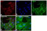 IDO Antibody in Immunocytochemistry (ICC/IF)