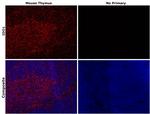 IDO Antibody in Immunohistochemistry (Paraffin) (IHC (P))