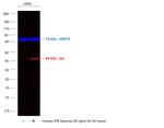 IDO Antibody in Western Blot (WB)